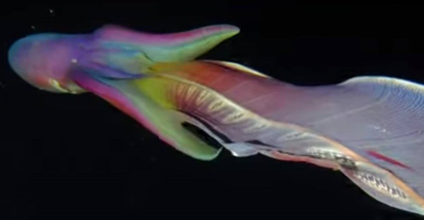 VIDEO Rijedak prizor: Kod Filipina snimljene dvije hobotnice u duginim bojama